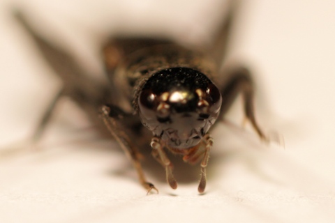 Black Field Cricket (Teleogryllus commodus)